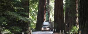 a white semi truck going thru a narrow passage between giant redwoods on a sunny summer day.